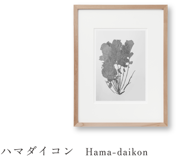 ハマダイコン Hama-daikon