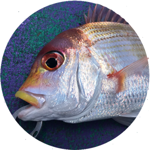 gyoshin-魚信 高知の釣り情報