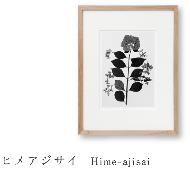 ヒメアジサイ Hime-ajisai